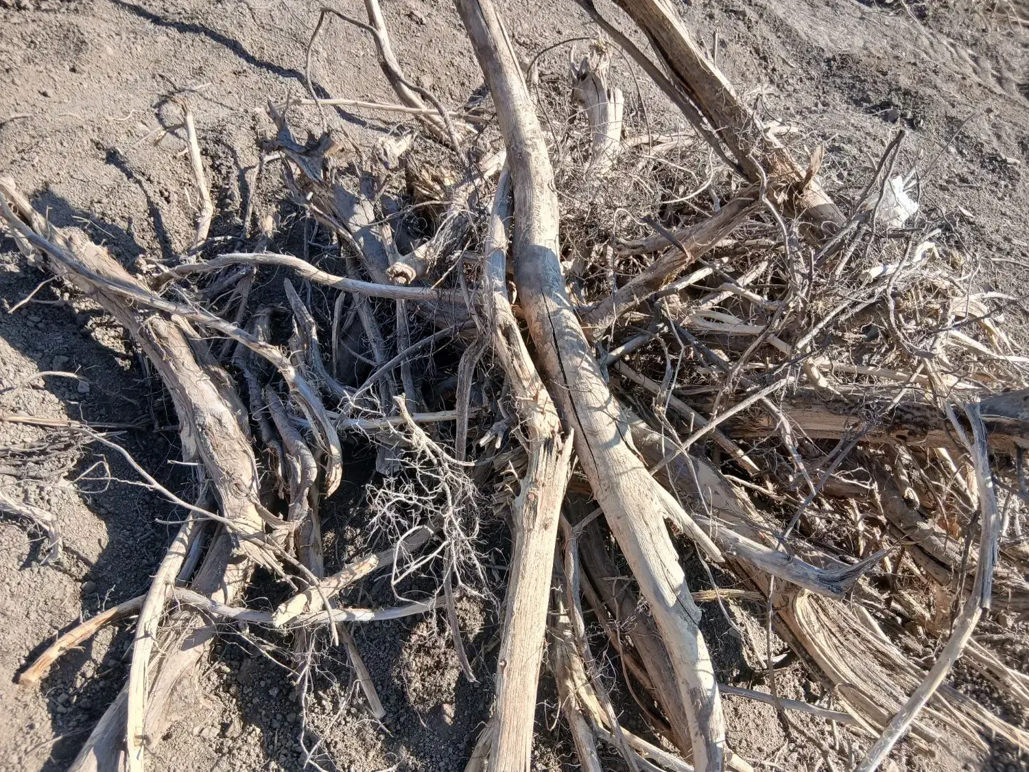 ریشه کنده شده درخت برای آتیش ذغال|عمده‌فروشی|نهاوند, |دیوار