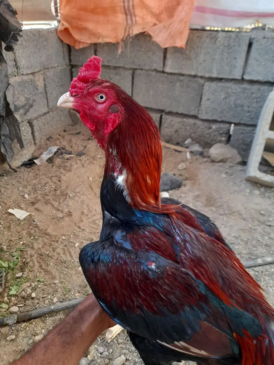 خروس|حیوانات مزرعه|میناب, |دیوار