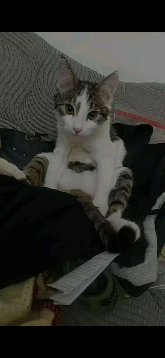 گمشده|حیوانات|نیشابور, دارایی|دیوار