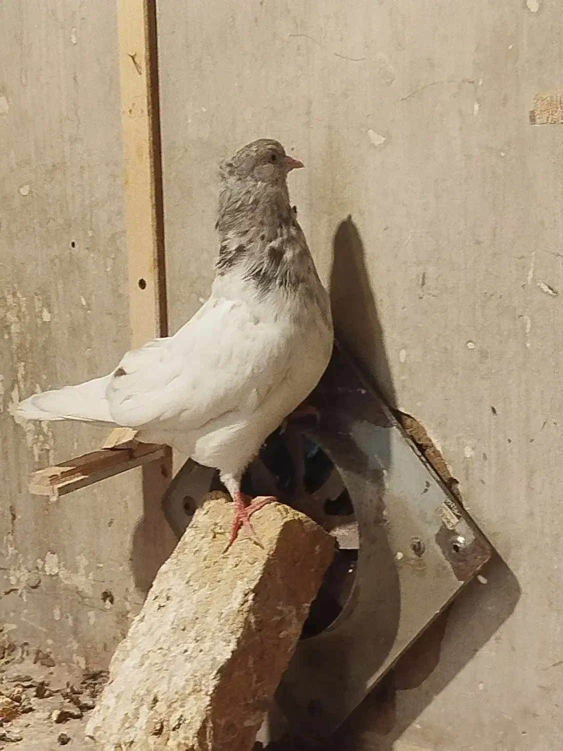 کله الماسی نر|پرنده|مشهد, بلال|دیوار