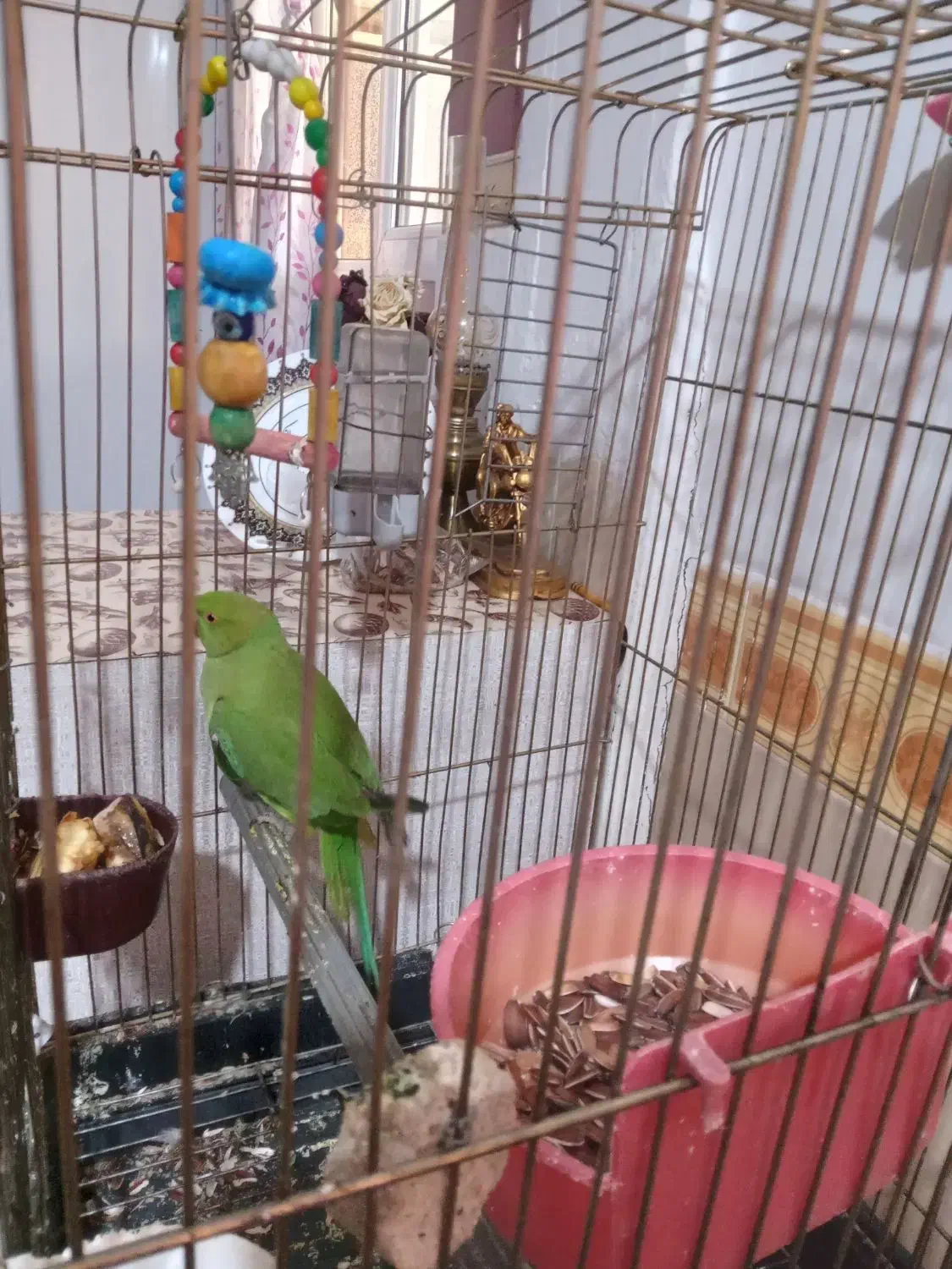 طوطی ملنگو|پرنده|بوئین زهرا, |دیوار