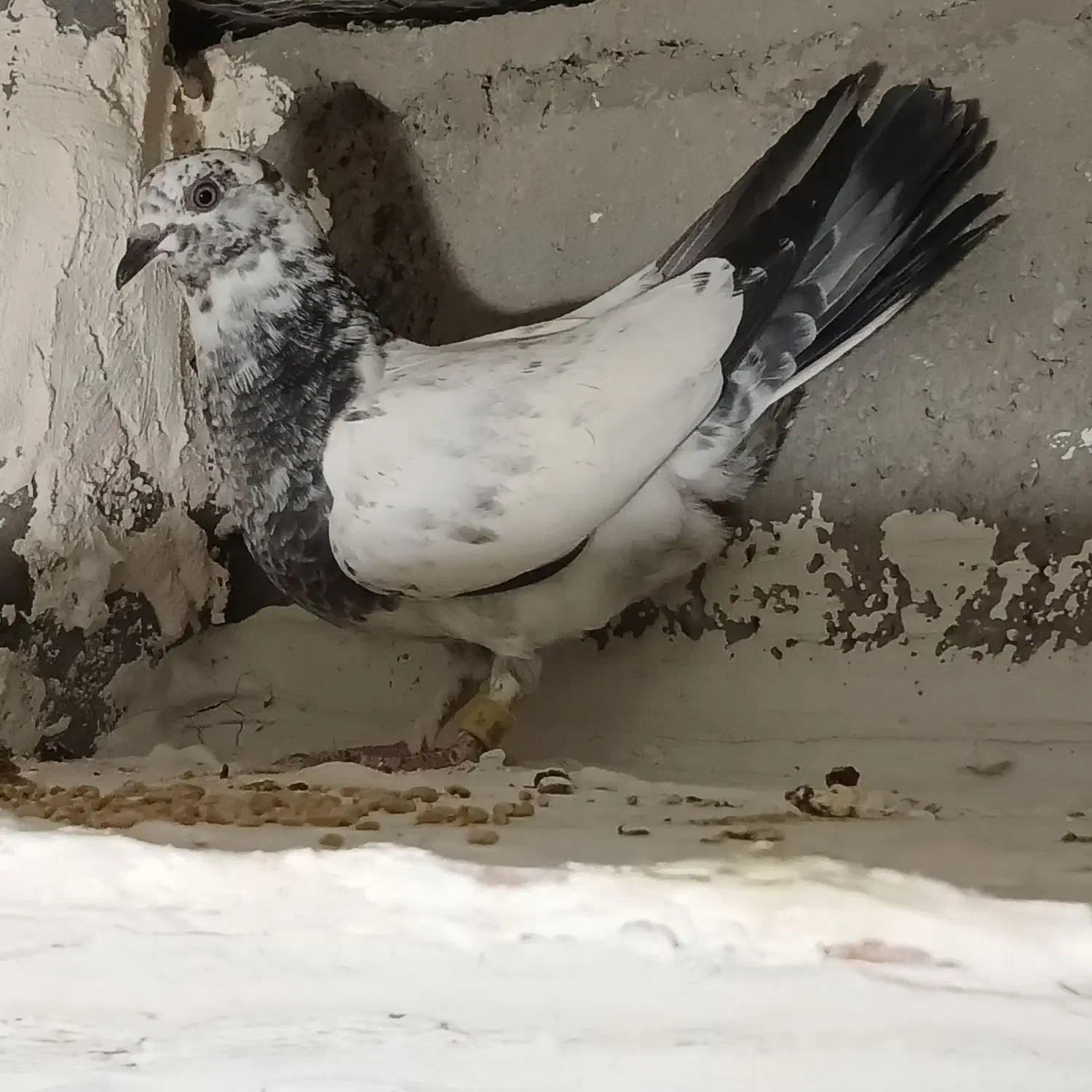 کفتر|پرنده|بیرجند, |دیوار