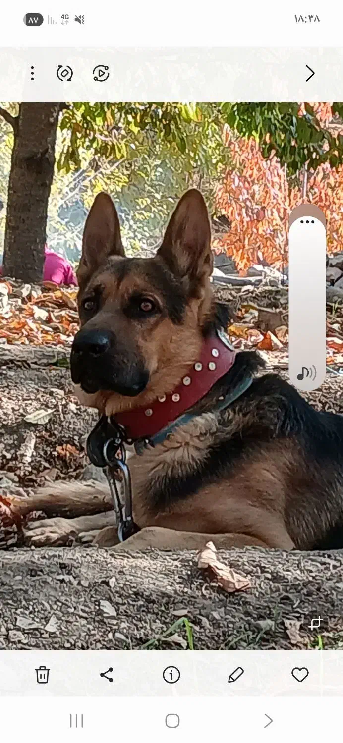 واگذاری سگ|سگ|مشهد, کوه سنگی|دیوار