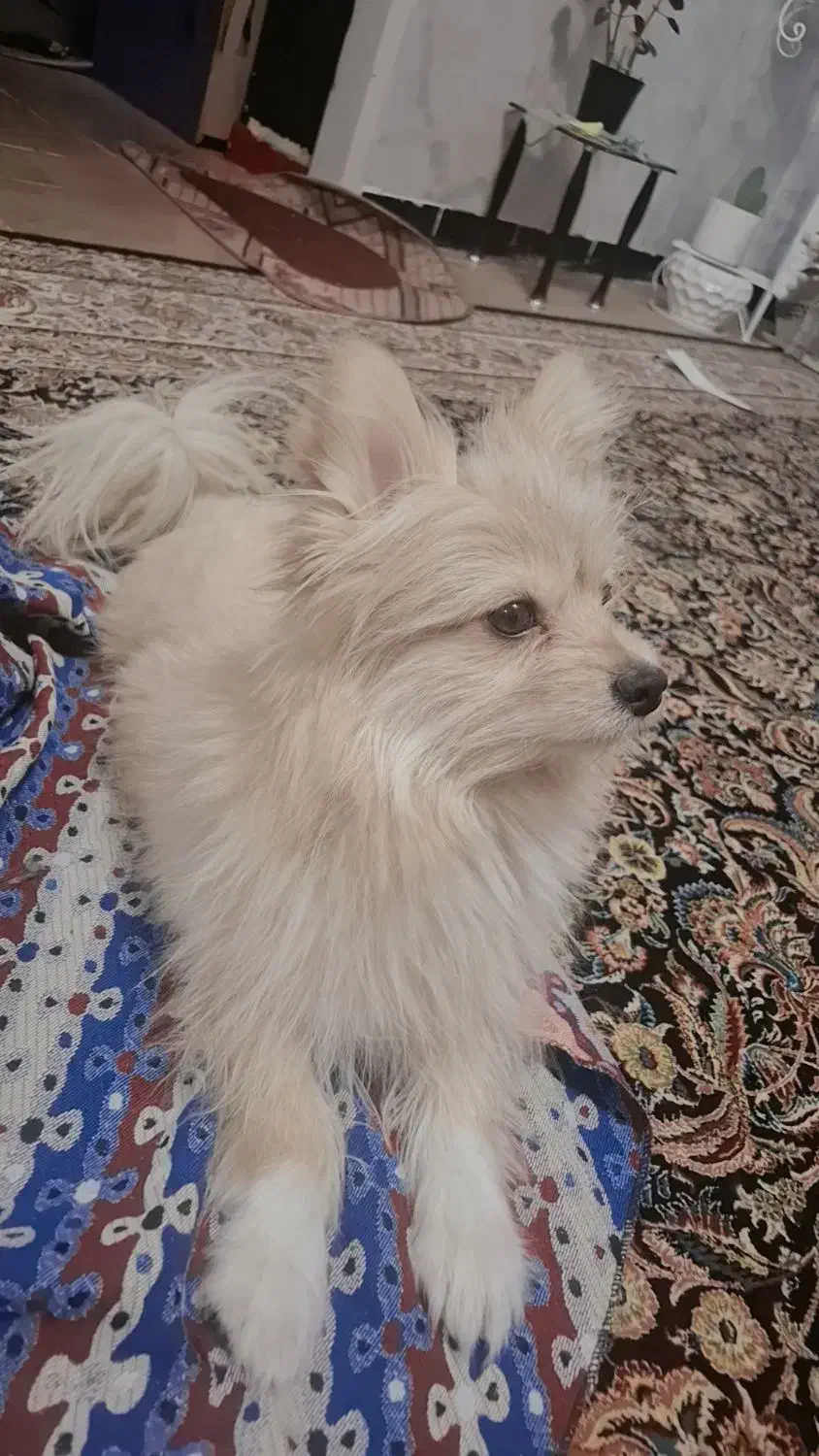 سگ پامر|سگ|رفسنجان, |دیوار