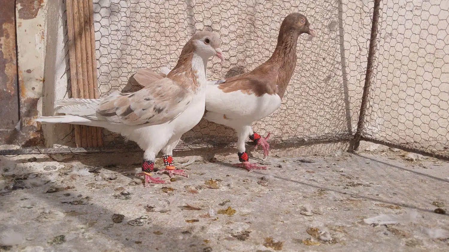 کفتر پرشی|پرنده|نیشابور, مبارکه|دیوار