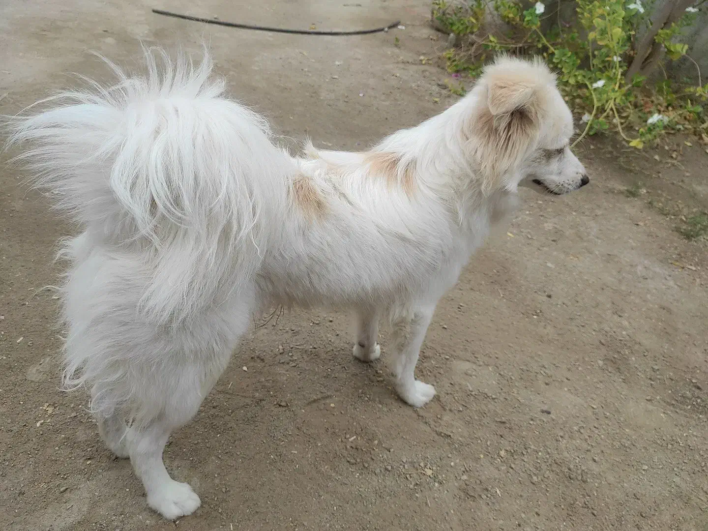 فروشی|سگ|بندرعباس, |دیوار