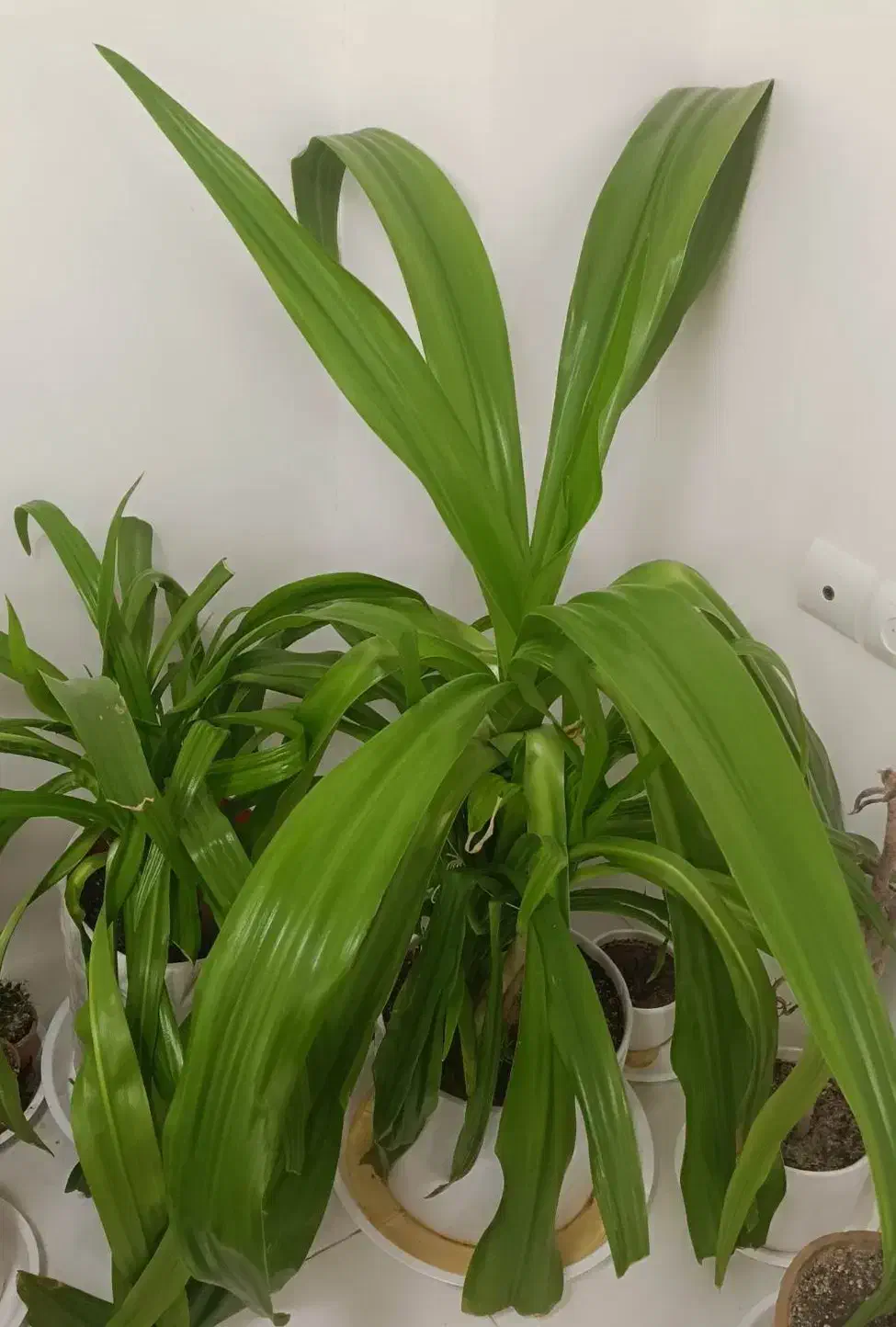 گل و گیاه|گل و گیاه طبیعی|شهرکرد, |دیوار