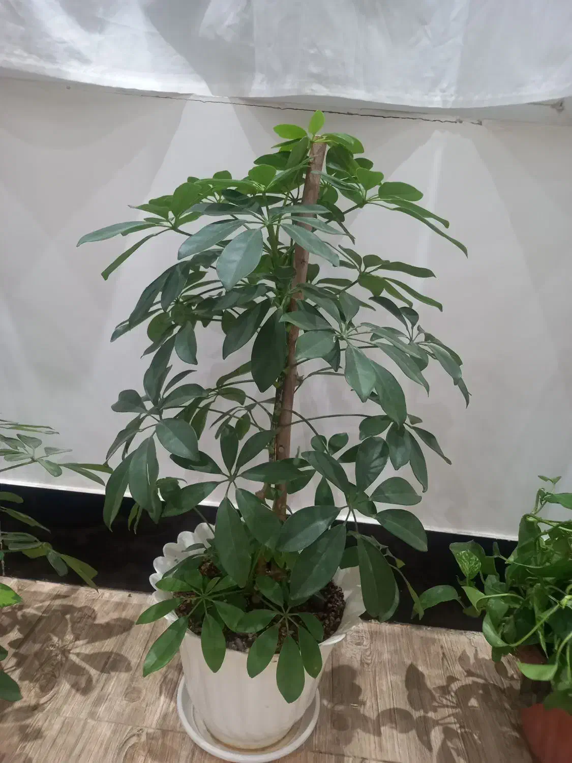 گلهای آپارتمانی|گل و گیاه طبیعی|کنگاور, |دیوار