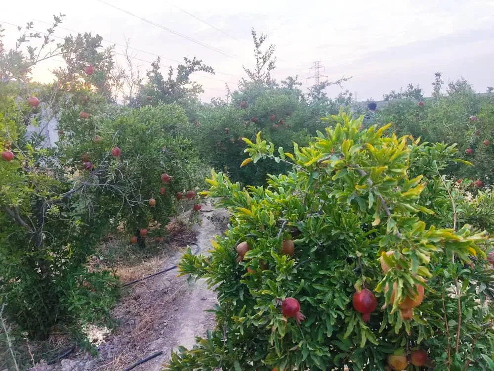 باغ شهری  شیراز۱۲۵۰ متر مربع شیراز|فروش زمین و ملک کلنگی|شیراز, محمودآباد|دیوار