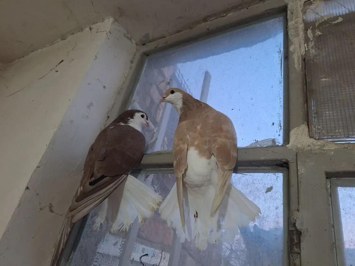 کبوتر چادری|پرنده|وحیدیه, |دیوار