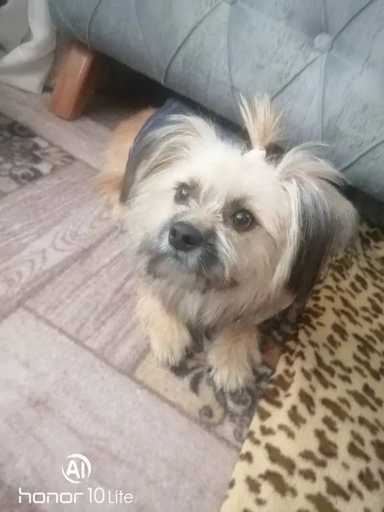 واگذاری سگ|سگ|شیراز, کفترک|دیوار