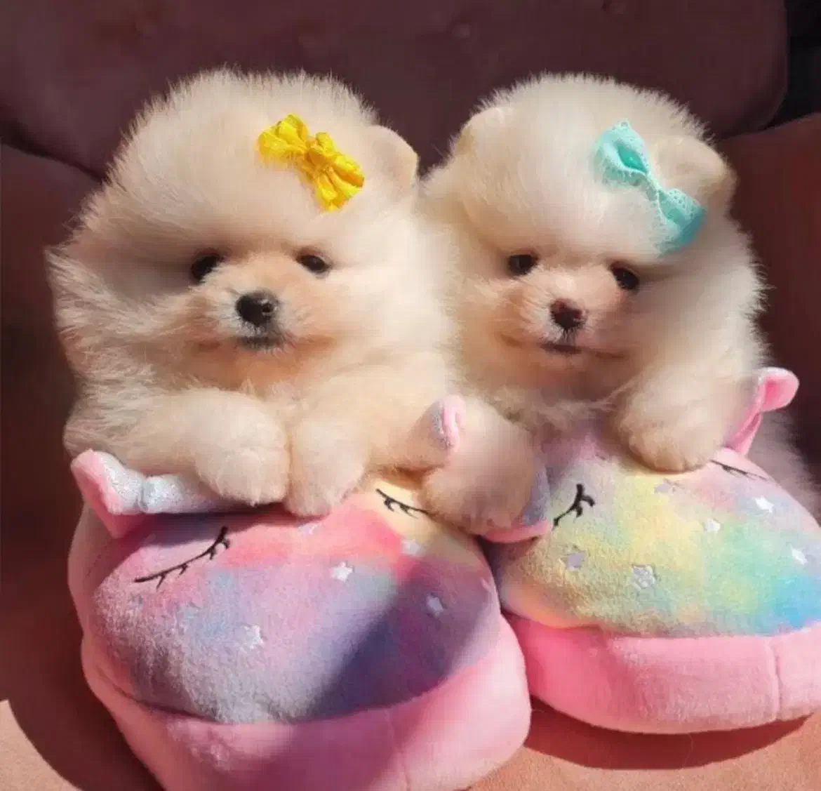 انوا.ع توله سگ های فانتزی|سگ|شیراز, پانصد دستگاه ارتش|دیوار