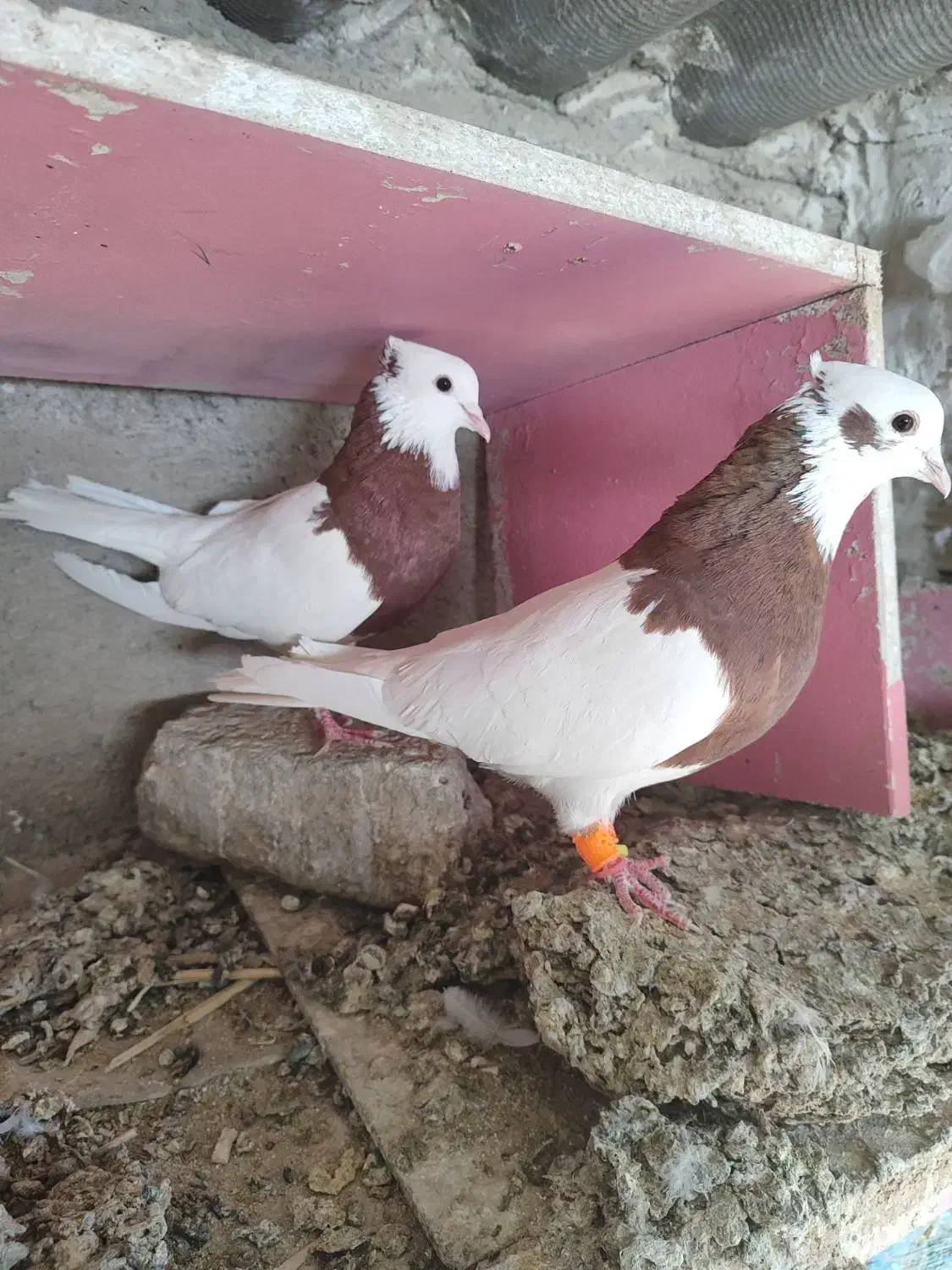 کبوتر|پرنده|کرج, بهشت سکینه|دیوار