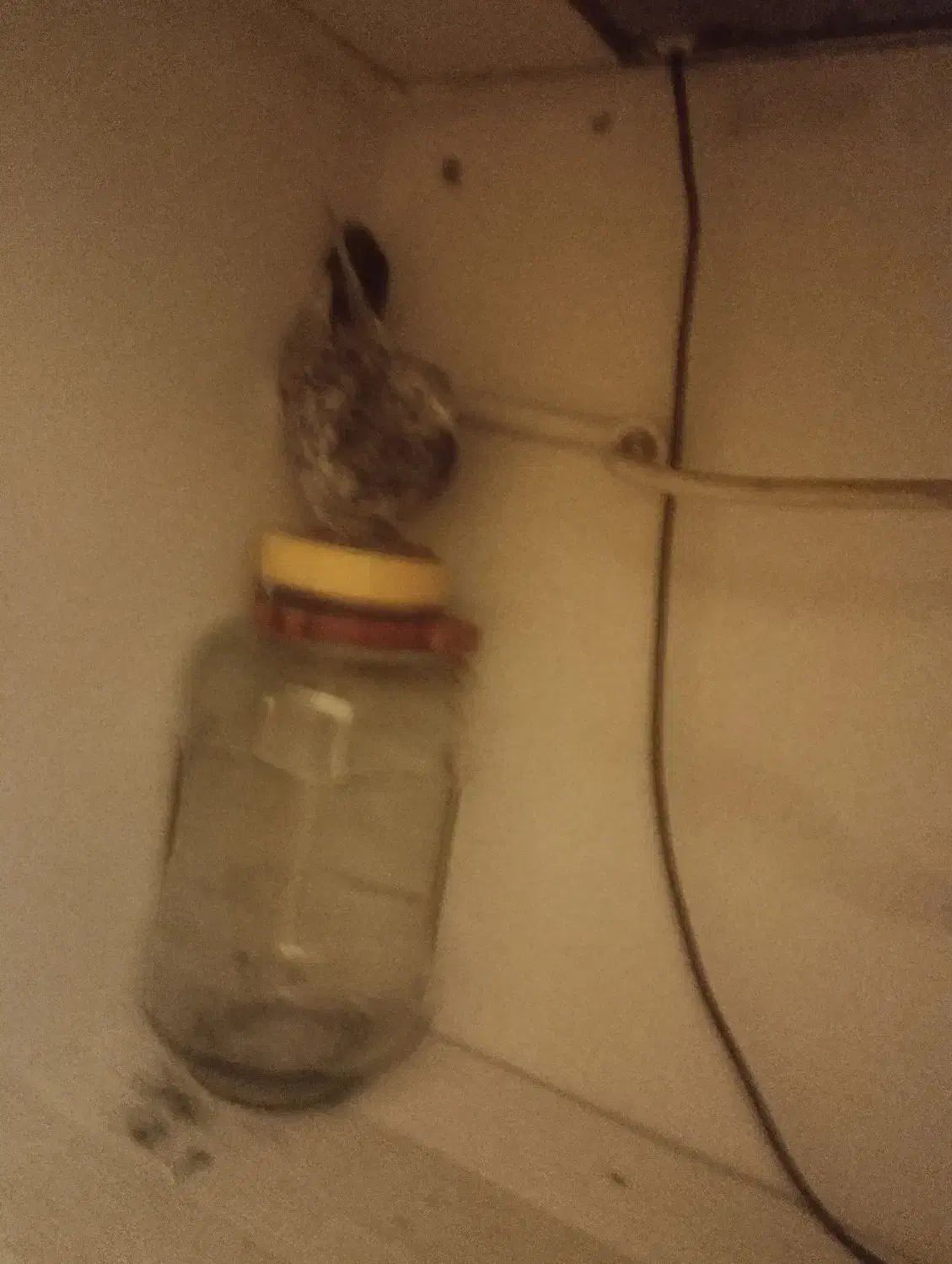 سرور زرد|پرنده|تهران, سهروردی|دیوار