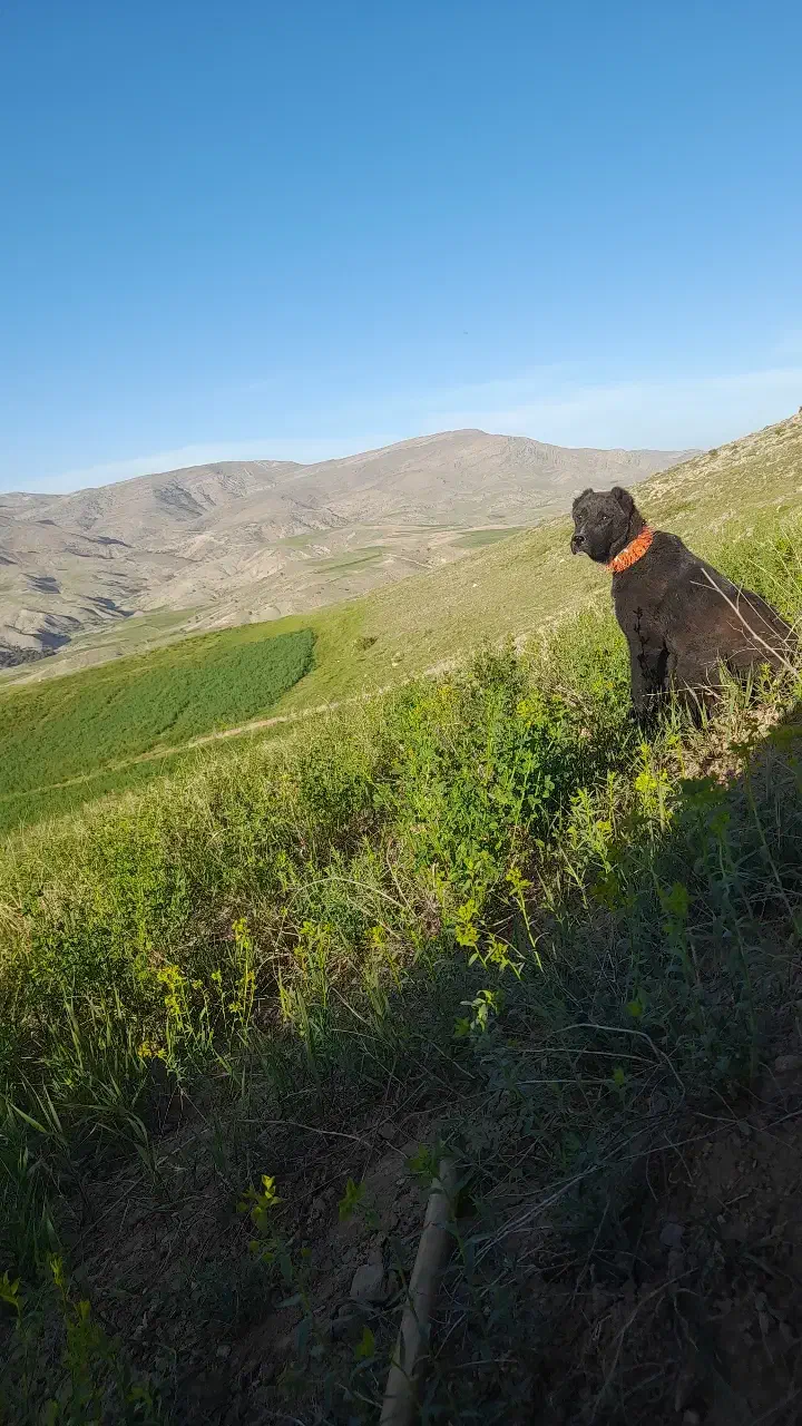 سگ  گوسفند ی یک  ساله|سگ|شیروان (خراسان), |دیوار