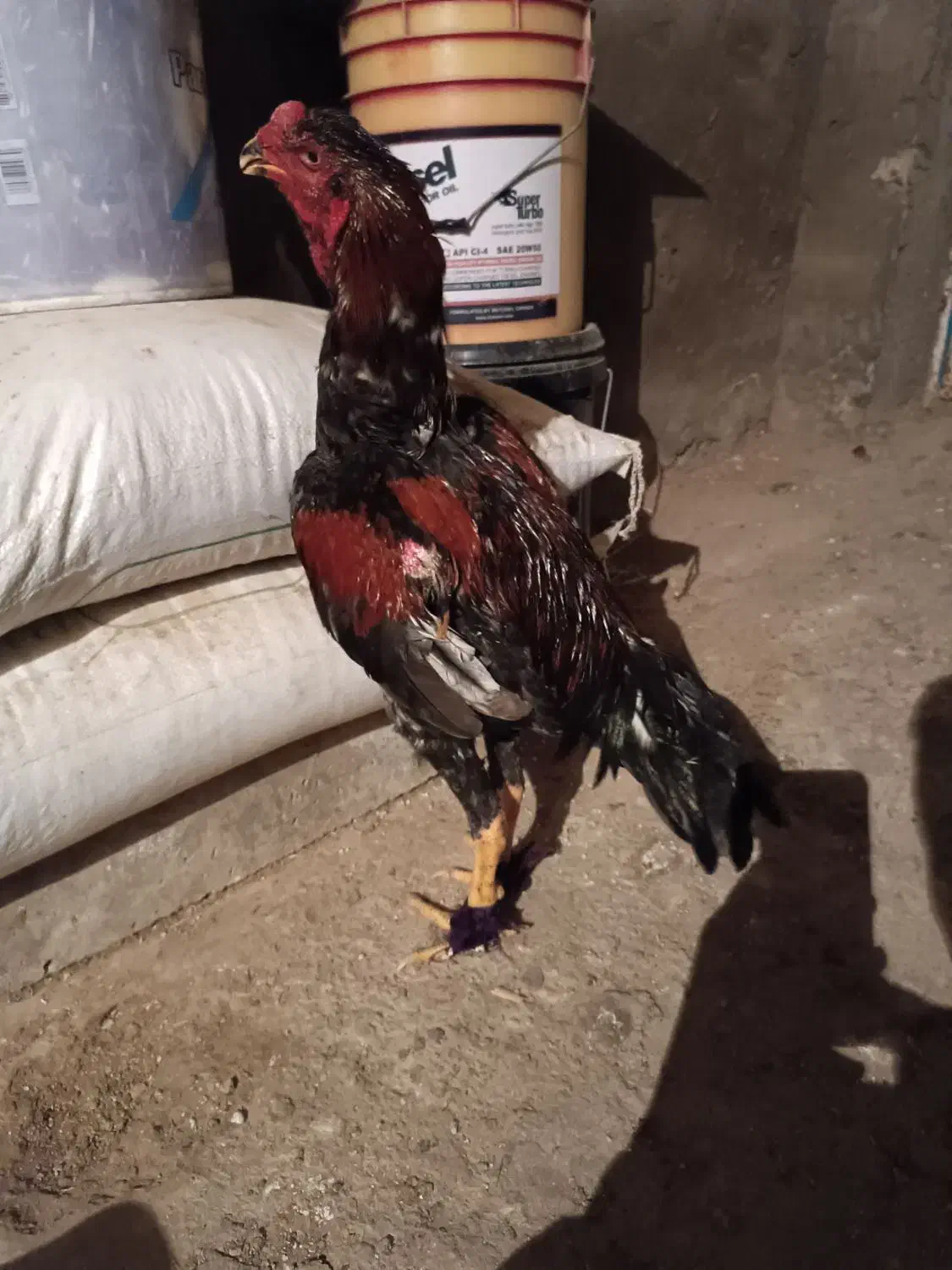 خروس لاری|حیوانات مزرعه|گنبد کاووس, |دیوار