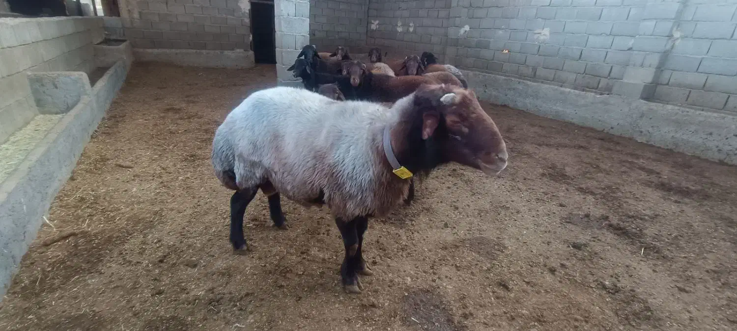 قوچ افشار اصل|حیوانات مزرعه|آباده, |دیوار