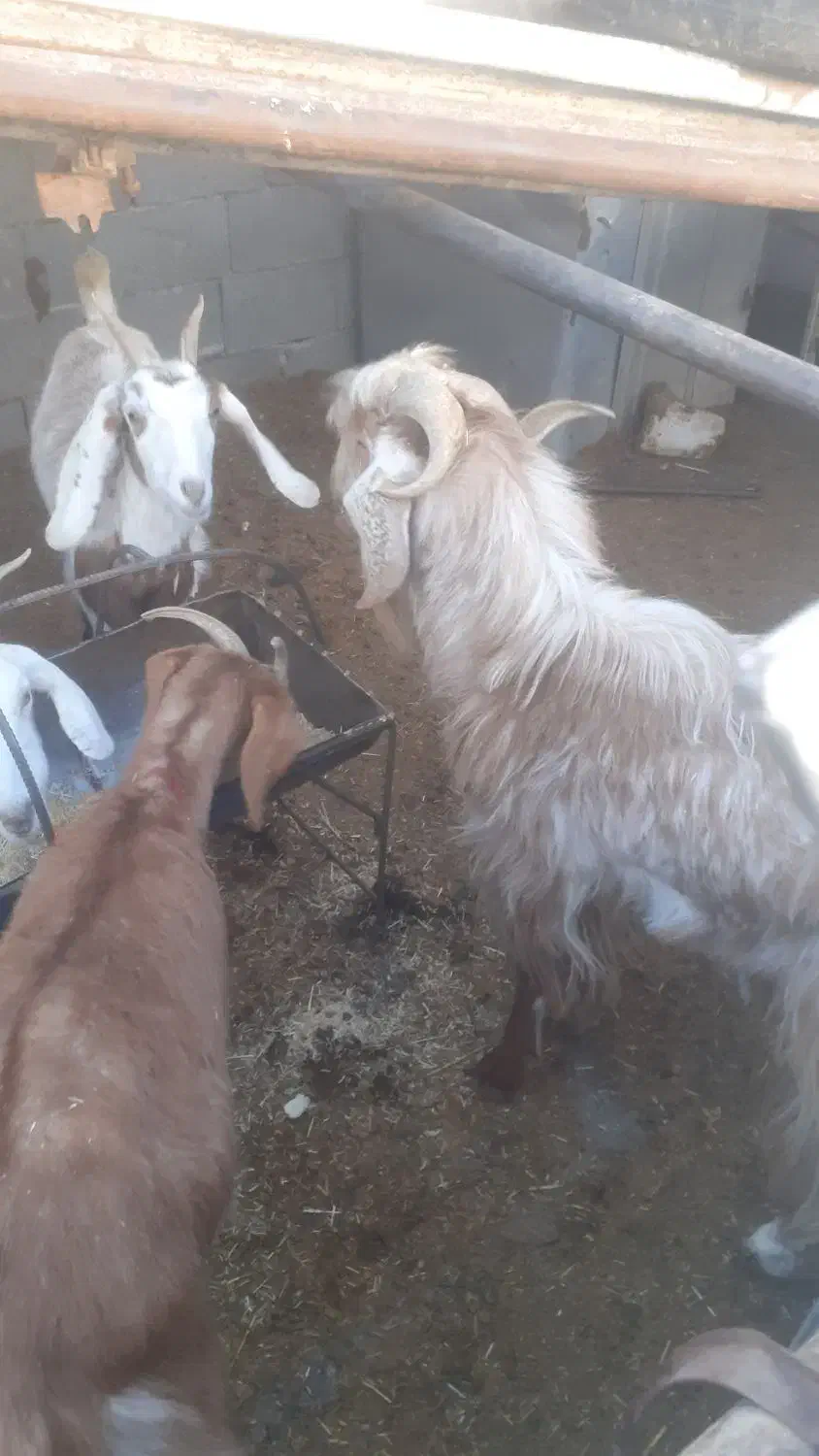 چبش ۱ساله|حیوانات مزرعه|بیرجند, |دیوار