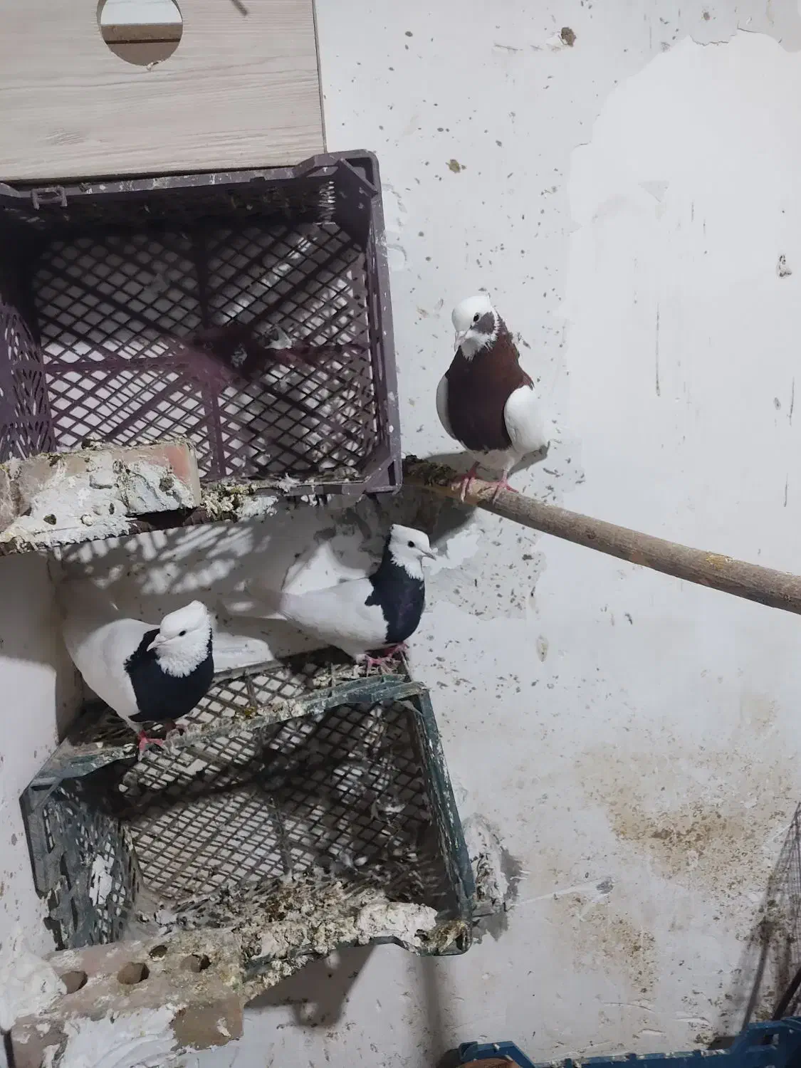 طوقی|پرنده|میاندوآب, |دیوار