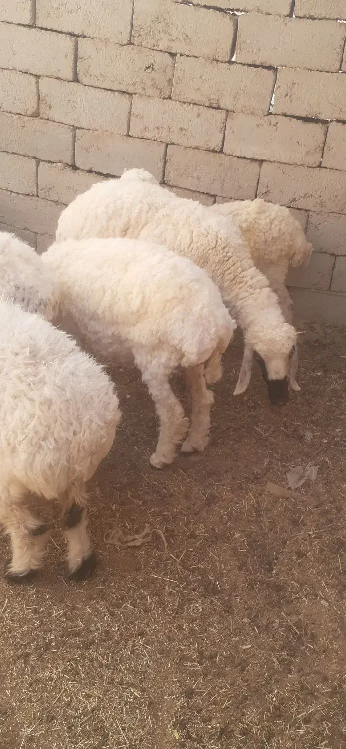 گوسفند ابست و بره گوشتی|حیوانات مزرعه|زابل, |دیوار