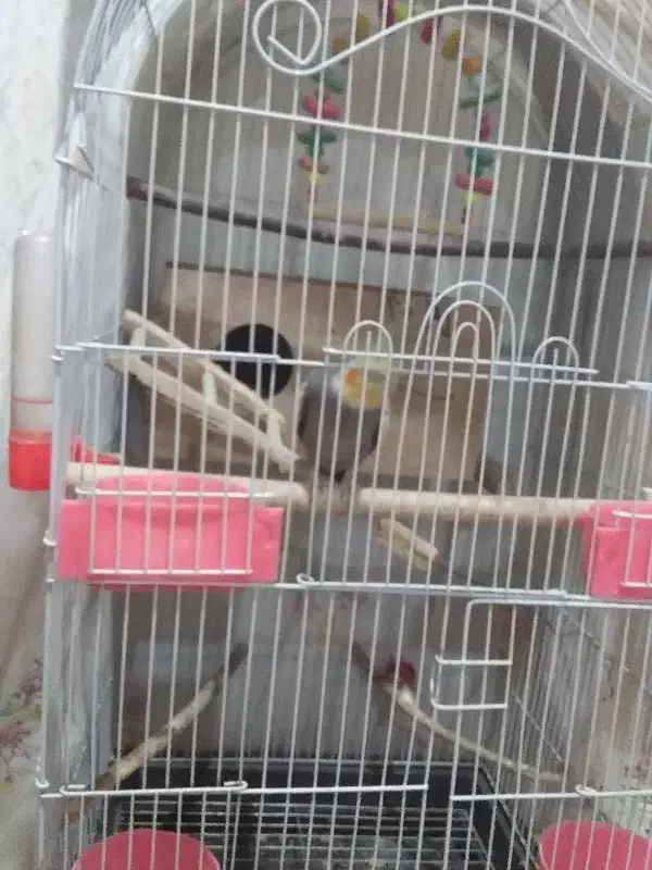 یک جفت عروس هلندی|پرنده|دهگلان, |دیوار