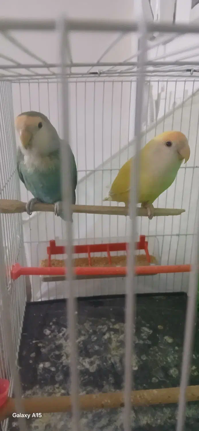 طوطی کتوله|پرنده|شیروان (خراسان), |دیوار