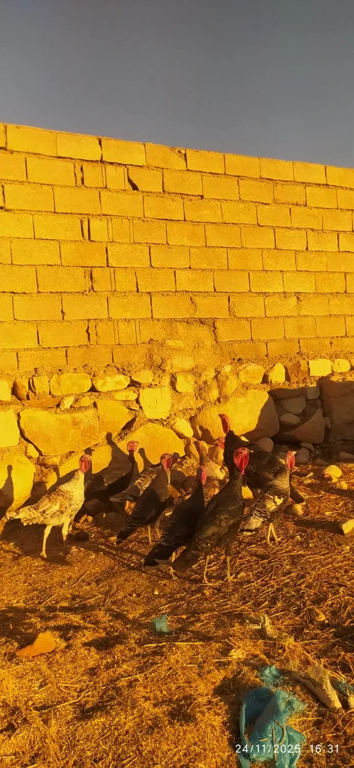 ۶عدد قلمون ماده ۲عددنر|حیوانات مزرعه|اندیمشک, |دیوار