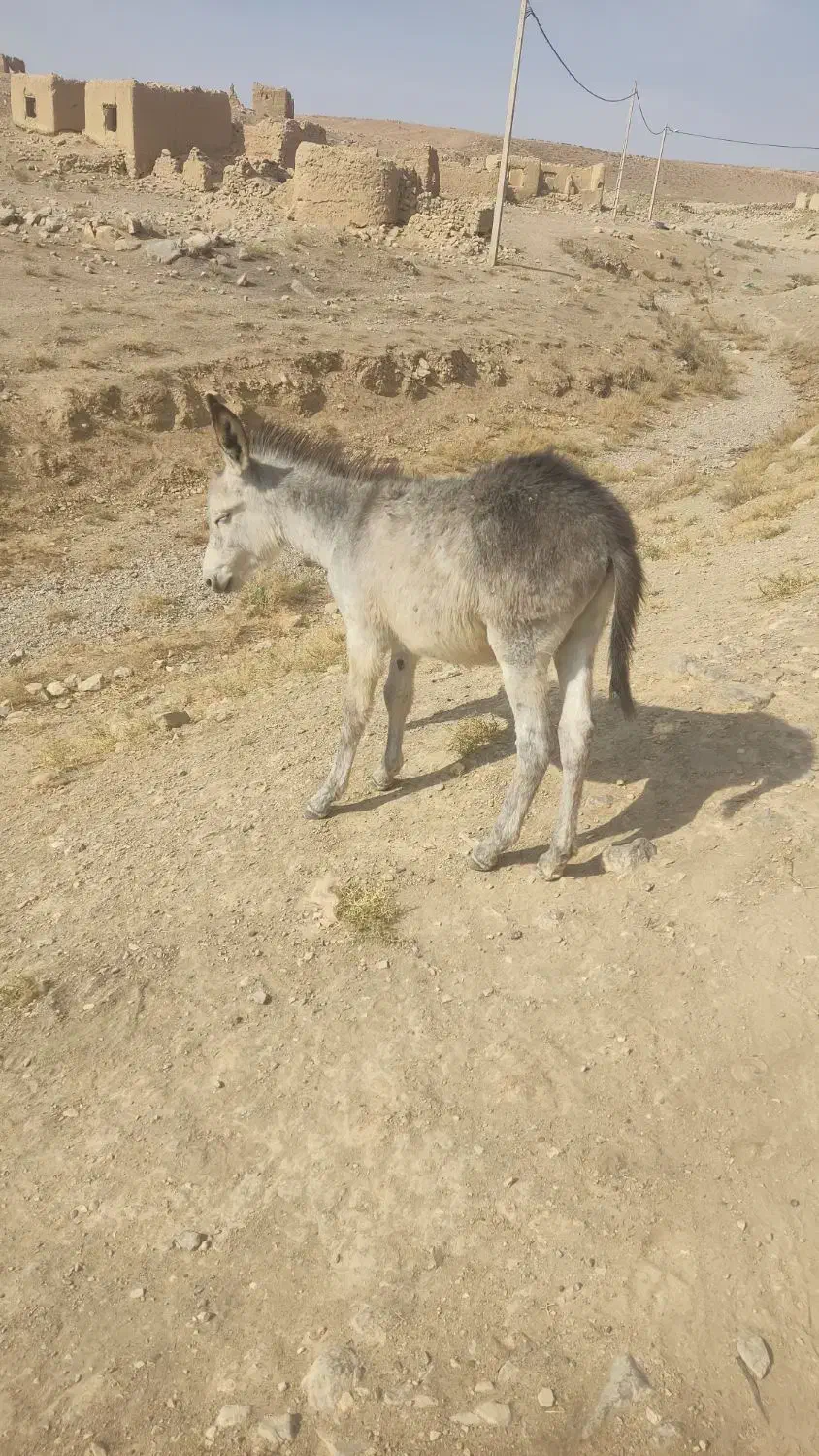 الاغ|حیوانات مزرعه|شیروان (خراسان), |دیوار