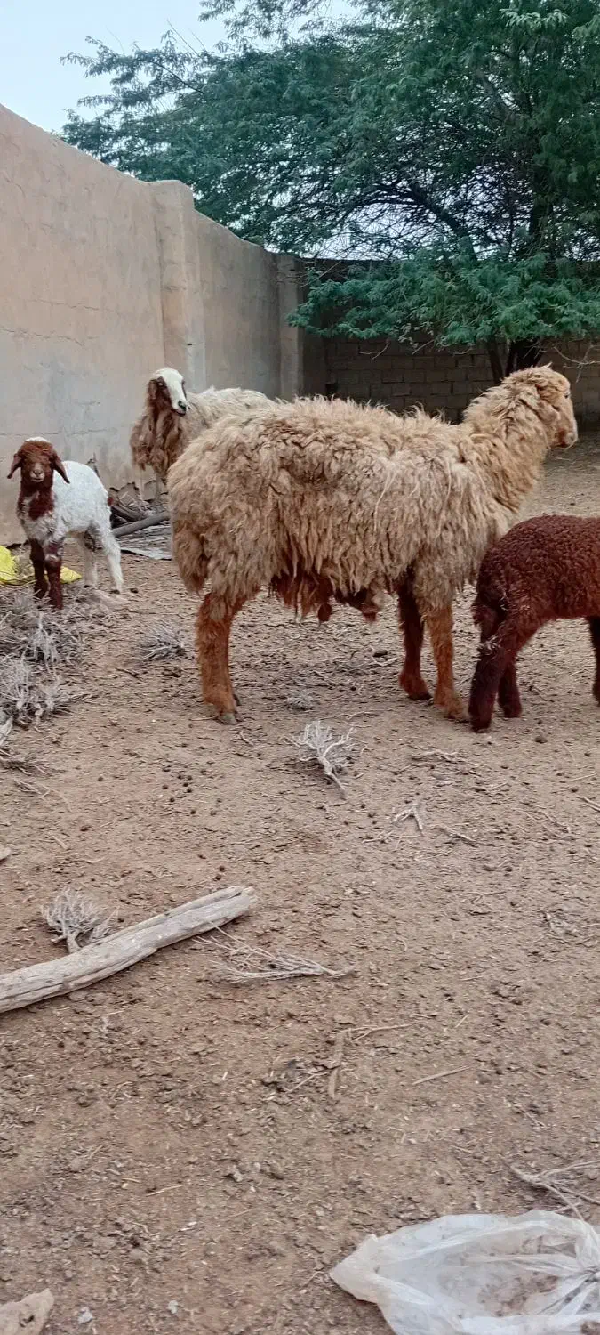 گوسفند|حیوانات مزرعه|باوی, |دیوار