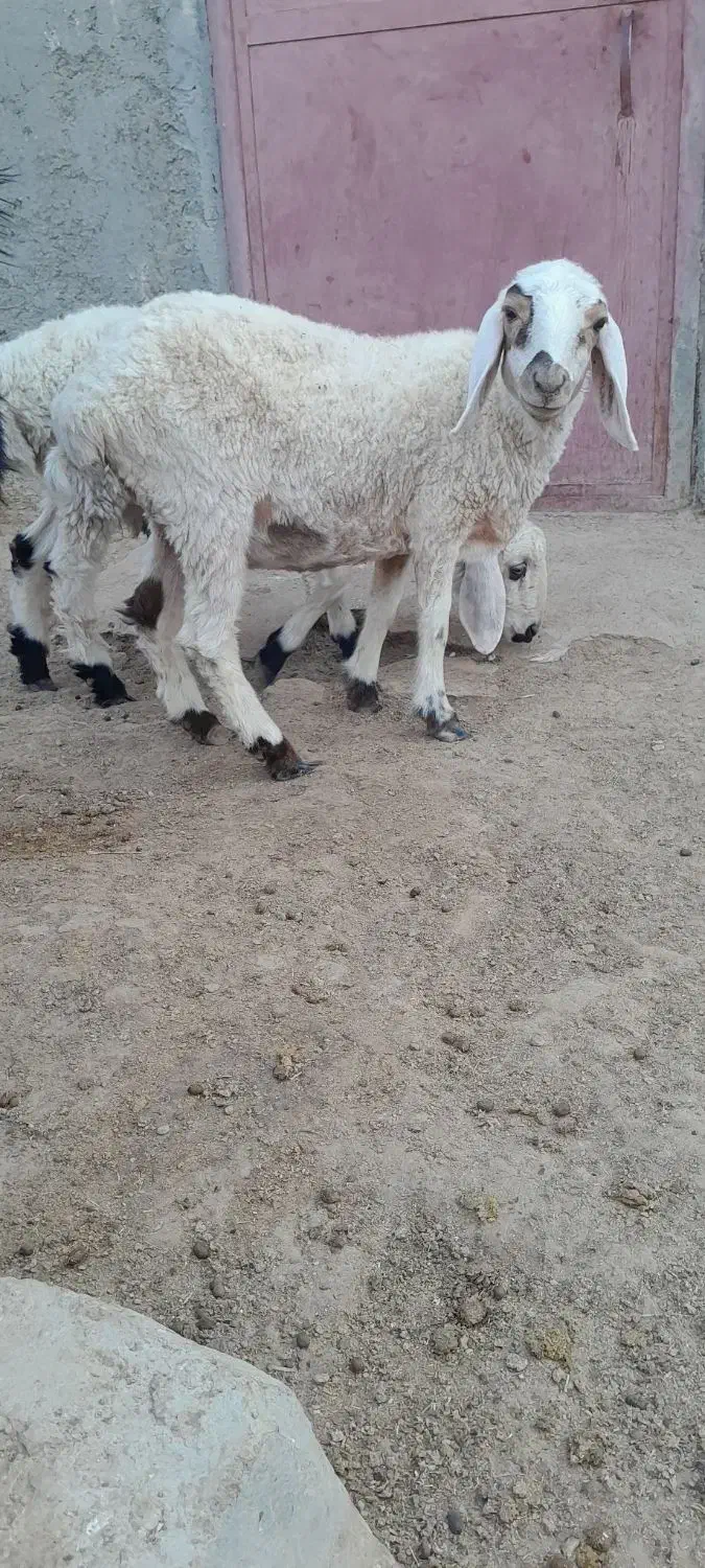 فروش گوسفند.بز .کعره وبره|حیوانات مزرعه|زهک, |دیوار