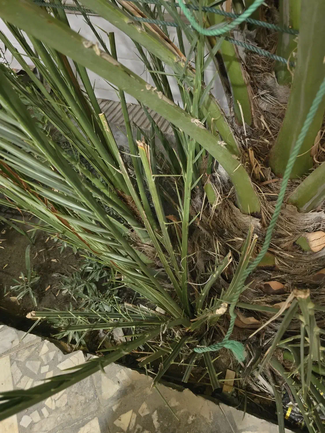 دمیت برحی|گل و گیاه طبیعی|بندر دیر, |دیوار