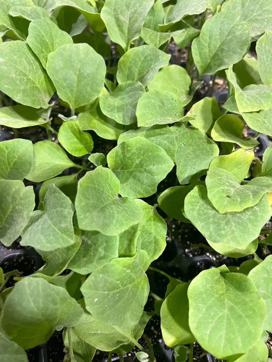 نشا انواع صیفی جات|خدمات باغبانی و درختکاری|رامشیر, |دیوار