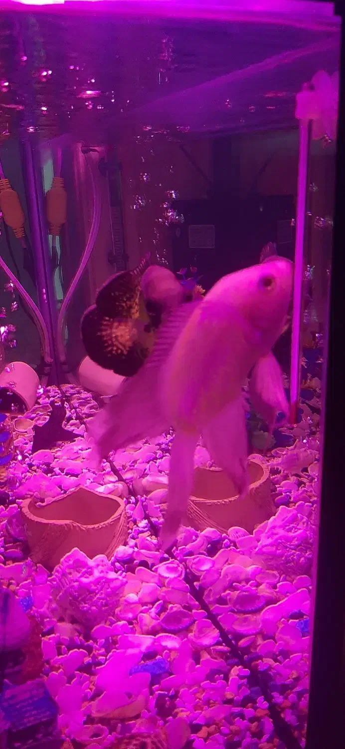 ماهی اسکار|ماهی|اهر, |دیوار