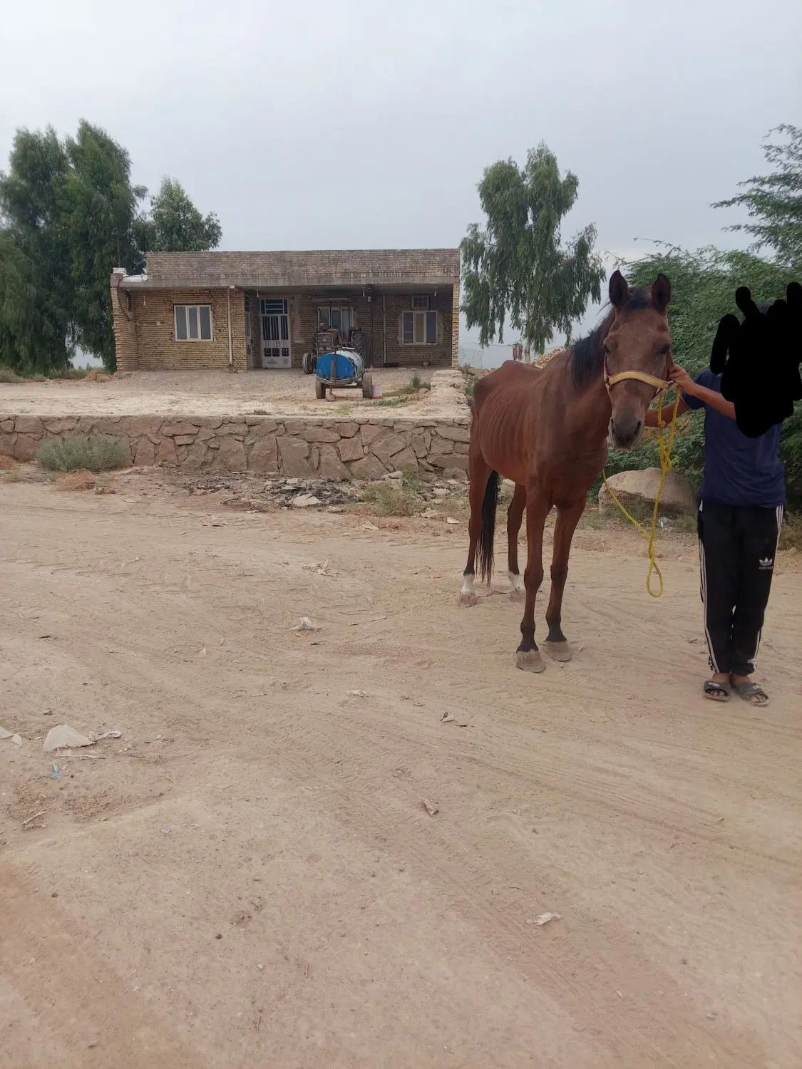 اسب|اسب و تجهیزات اسب‌سواری|اهواز, کارون|دیوار