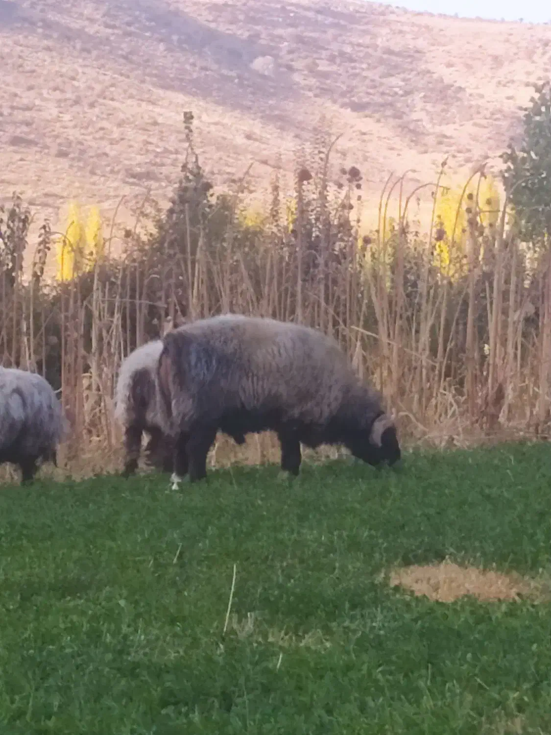 قوچ لک|حیوانات مزرعه|سپیدان, |دیوار