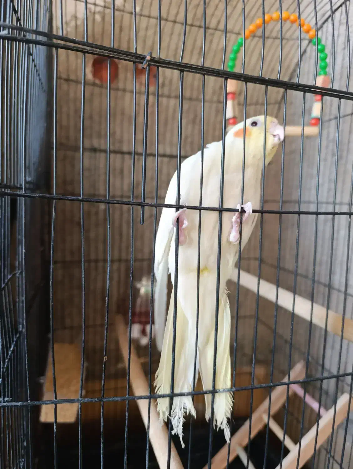 عروس هلندی|پرنده|جنت, |دیوار