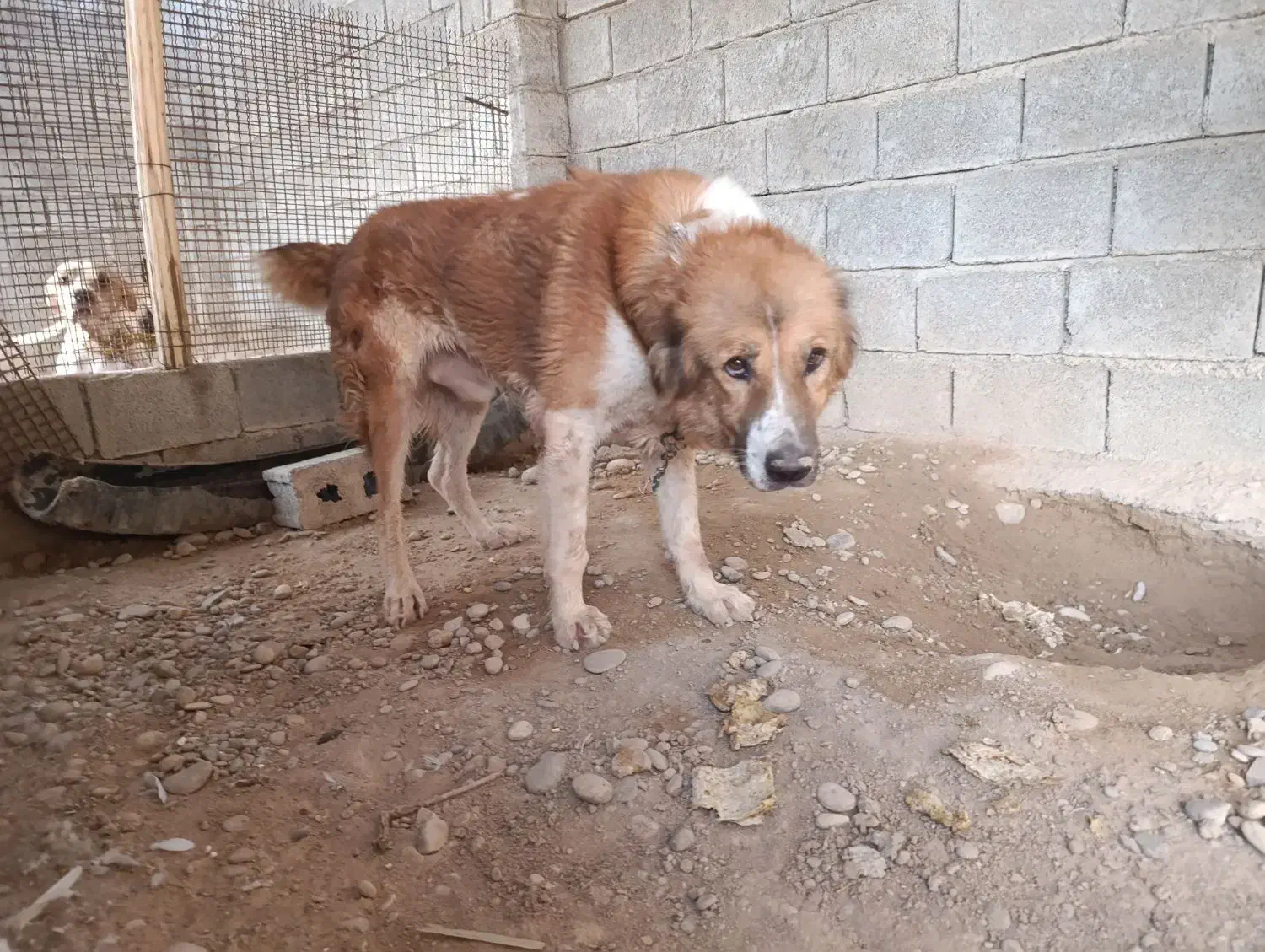 آلابای|سگ|سعدآباد, |دیوار