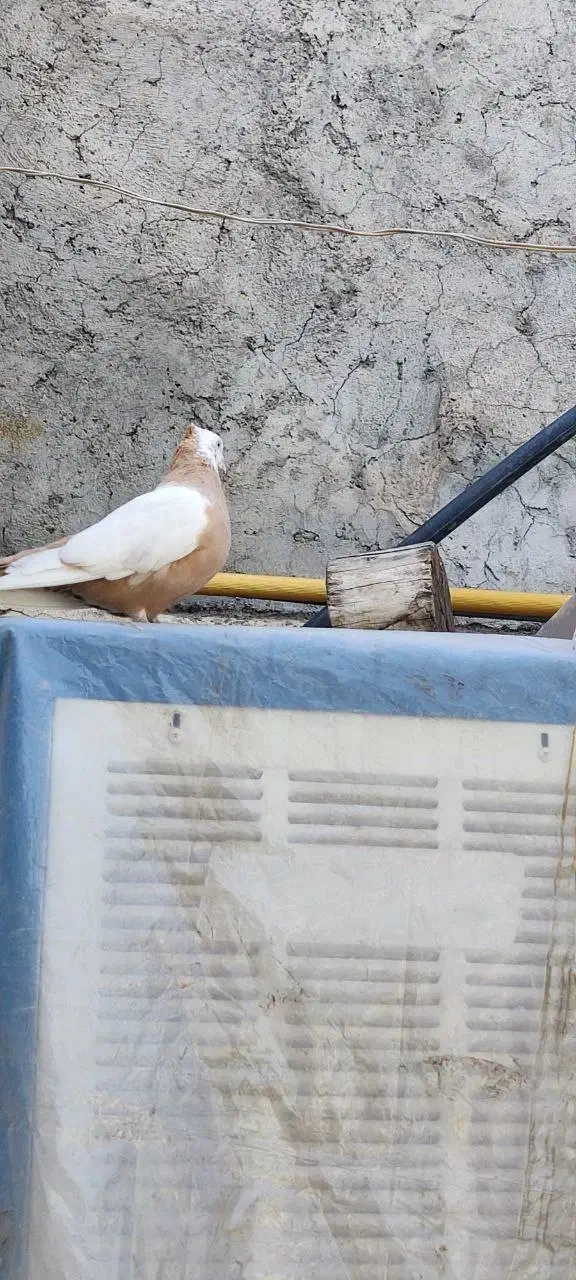 کفتر رنگی طوقه دار و هفرنگ|پرنده|محمدیه-قزوین, |دیوار