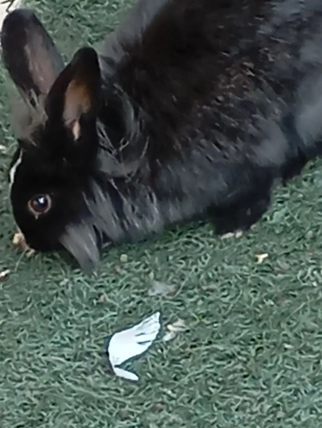 دو عدد خرگوش بالغ نر و ماده از نژاد یال دار|موش و خرگوش|شیراز, گل سرخ|دیوار