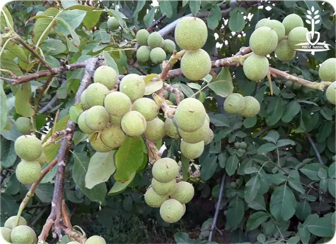 نهالستان گردو و بادام دیرگل و پربار پالیز|خدمات باغبانی و درختکاری|هشتگرد, حمیدیه|دیوار