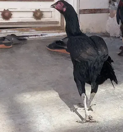 مرغ‌لاری‌افغان|حیوانات مزرعه|سرپل ذهاب, |دیوار