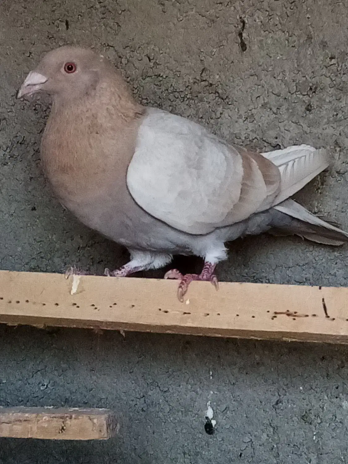 پلاکی زرد همچی تمام|پرنده|رباطکریم, شترخوار|دیوار