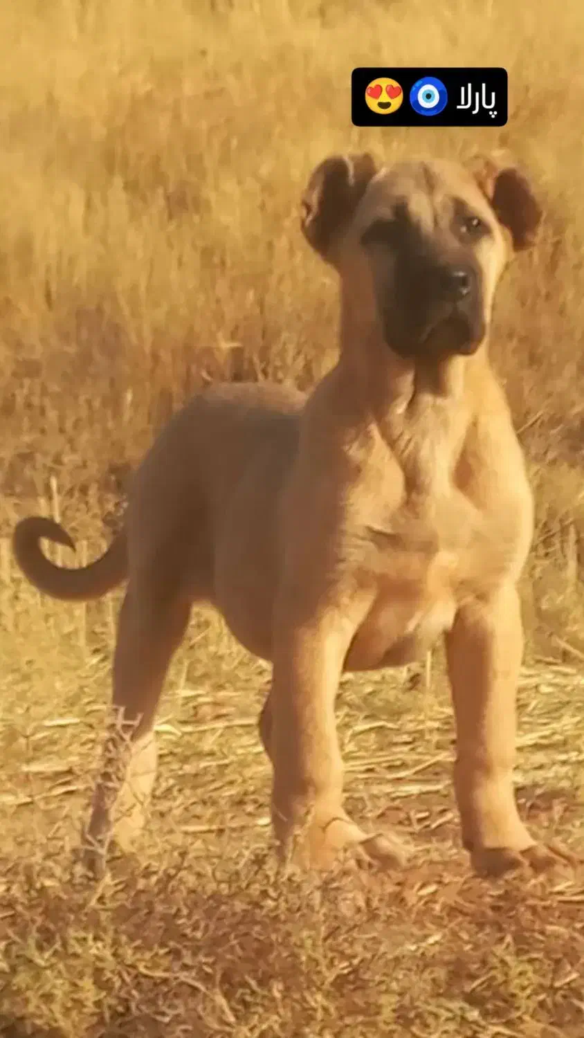 گمشده|حیوانات|ارومیه, |دیوار