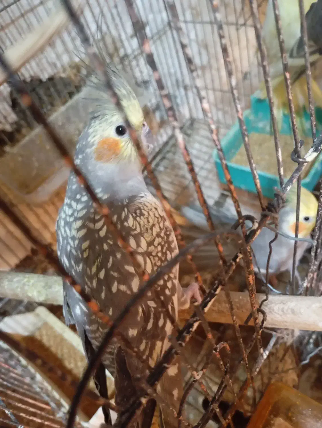 عروس هلندی سخنگو|پرنده|سنگر, |دیوار