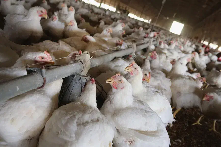 کارگر اتباع و ایرانی جهت کار درمرغداری صنعتی گوشتی|استخدام صنعتی، فنی، مهندسی|شهریار, حصار ساتی|دیوار