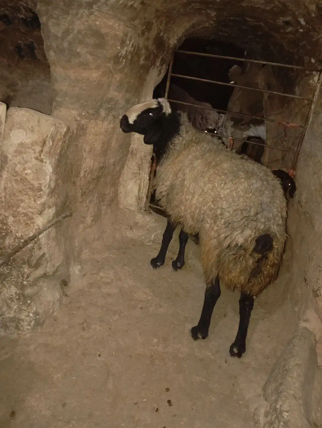 قوچ اصیل چال|حیوانات مزرعه|بزینه رود, |دیوار