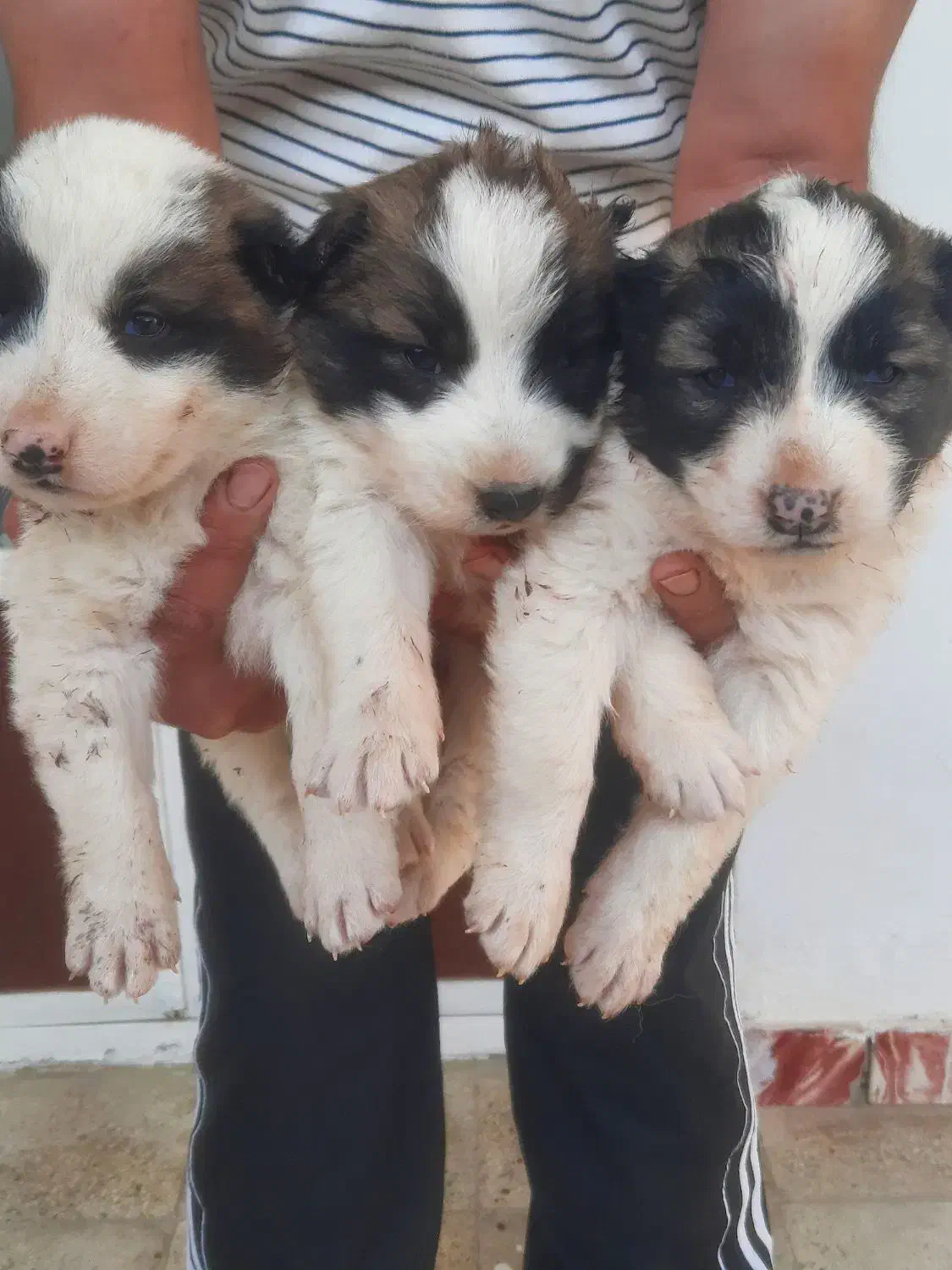 ۳عد توله نر افقان اصیل|سگ|تهران, هلال احمر|دیوار