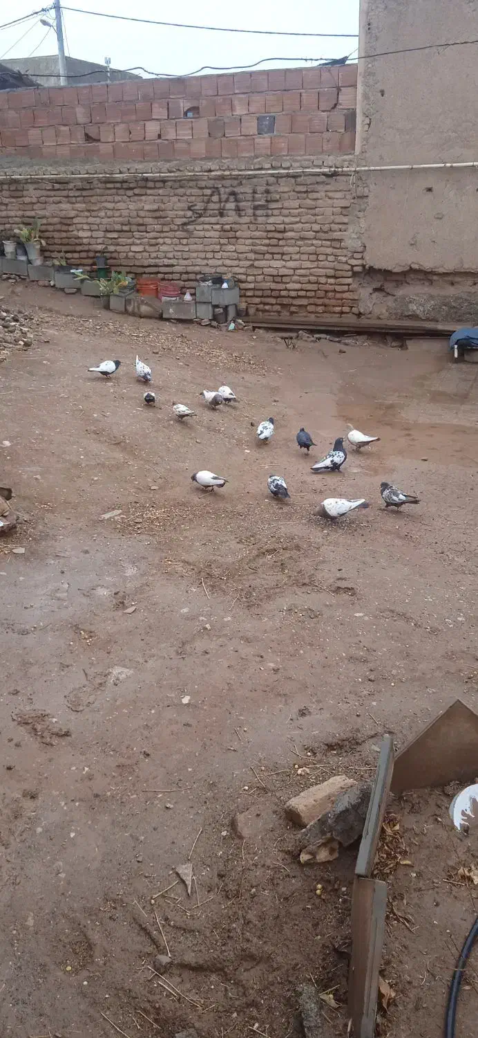 کفتر معلقی|پرنده|کرمان, |دیوار