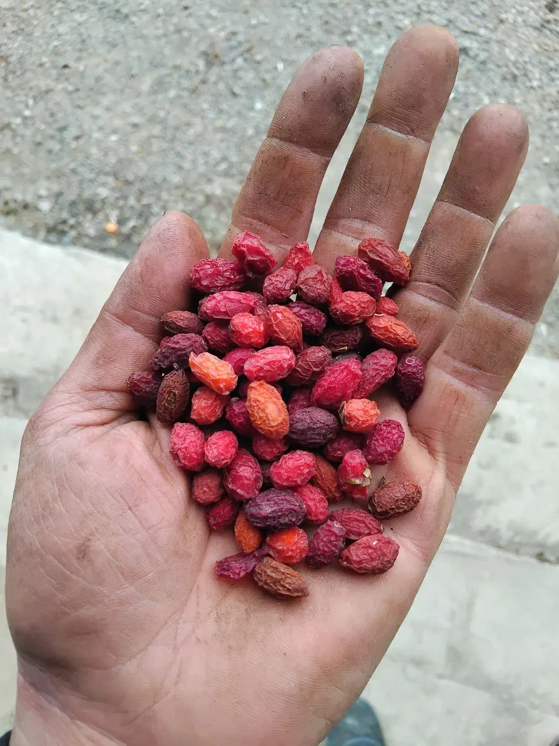 زغال اخته|خوردنی و آشامیدنی|آذرشهر, |دیوار