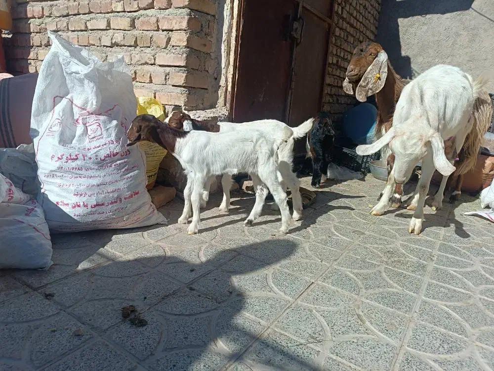 تعدادی بز چاق وچله|حیوانات مزرعه|سیب و سوران, |دیوار